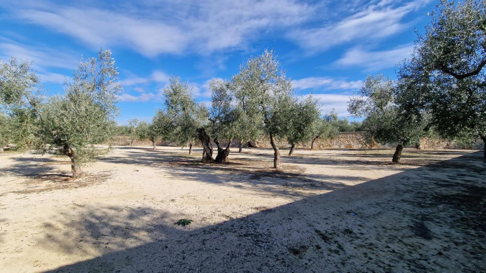Villa Delle Querce Resort Palo del Colle Buitenkant foto